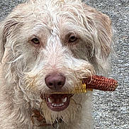 Jaxx is registered to the contest to win money with this photo: dog, animal, pet, fur, curly_fur, corn_cob, mouth, teeth, outdoor, ground, close_up, collar, tag, playful, happy, brown, beige, canine, portrait, snout