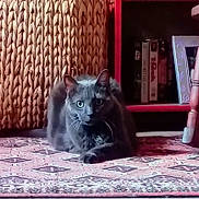 Sophie joined the competition — help win amazing prizes! animal, basket, books, bookshelf, cat, cozy, floor, frame, furniture, gray_cat, home, indoor, looking, patterned_rug, pet, photo_frame, resting, rug, wooden_chair_leg, woven_basket