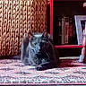 animal, basket, books, bookshelf, cat, cozy, floor, frame, furniture, gray_cat, home, indoor, looking, patterned_rug, pet, photo_frame, resting, rug, wooden_chair_leg, woven_basket