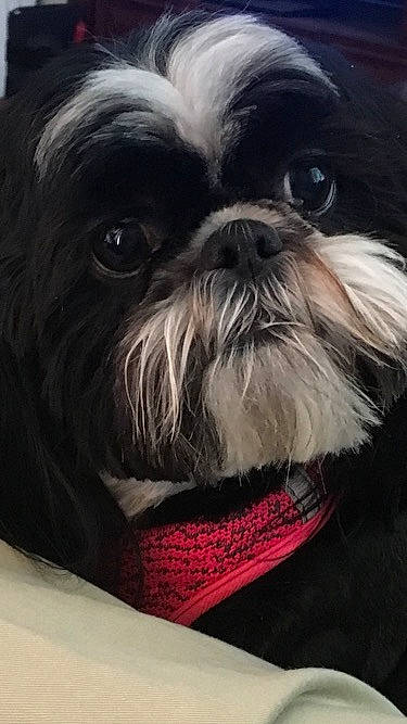 Fifi is registered to the contest to win money with this photo: canidae, carnivore, child_art, close_up, comfort, companion_dog, dog, dog_breed, fawn, fur, liver, pet_supply, shih_tzu, snout, sporting_group, terrestrial_animal, toy_dog, whiskers, working_animal, wrinkle