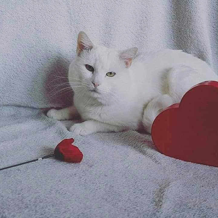 Joy participe au concours pour gagner de l'argent avec cette photo : animal, blanket, cat, companion, cozy, cute, ears, feline, heart_shape, indoor, love_theme, pet, quiet, red_heart, relaxed, resting, soft_texture, valentines, whiskers, white_cat