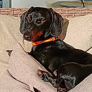 Yalou a rejoint le concours — aidez-le/la à gagner de superbes lots ! dog, black_dog, doberman, collar, orange_collar, couch, sofa, pillow, beige_pillow, indoor, pet, sunlight, relaxed, resting, animal, canine, fur, ears, tail, comfort