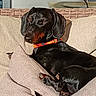 dog, black_dog, doberman, collar, orange_collar, couch, sofa, pillow, beige_pillow, indoor, pet, sunlight, relaxed, resting, animal, canine, fur, ears, tail, comfort