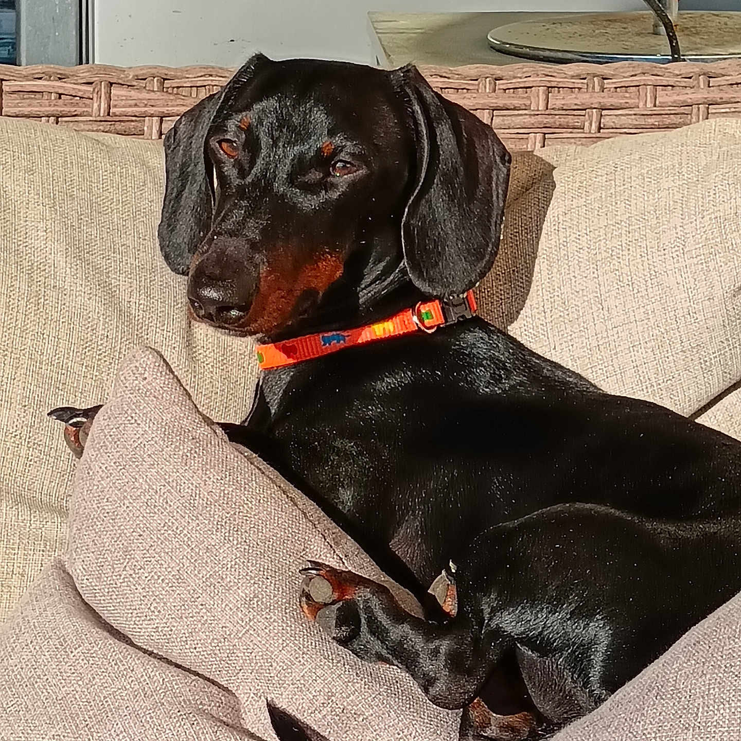 Yalou a rejoint le concours — aidez-le/la à gagner de superbes lots ! dog, black_dog, doberman, collar, orange_collar, couch, sofa, pillow, beige_pillow, indoor, pet, sunlight, relaxed, resting, animal, canine, fur, ears, tail, comfort