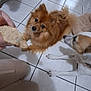 dog, brown_dog, white_dog, floor, tile_floor, hand, treat, pet_bed, indoor, animal, waiting, cute, fur, ears, paw, person, kneeling, home, domestic, looking