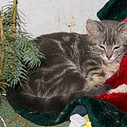 Lucky is registered to the contest to win money with this photo: kitten, cat, gray_tabby, sleepy, blanket, red_blanket, green_blanket, pine_branch, indoor, pet, feline, fur, whiskers, cozy, resting, animal, close_up, holiday, christmas, cute