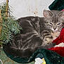 kitten, cat, gray_tabby, sleepy, blanket, red_blanket, green_blanket, pine_branch, indoor, pet, feline, fur, whiskers, cozy, resting, animal, close_up, holiday, christmas, cute