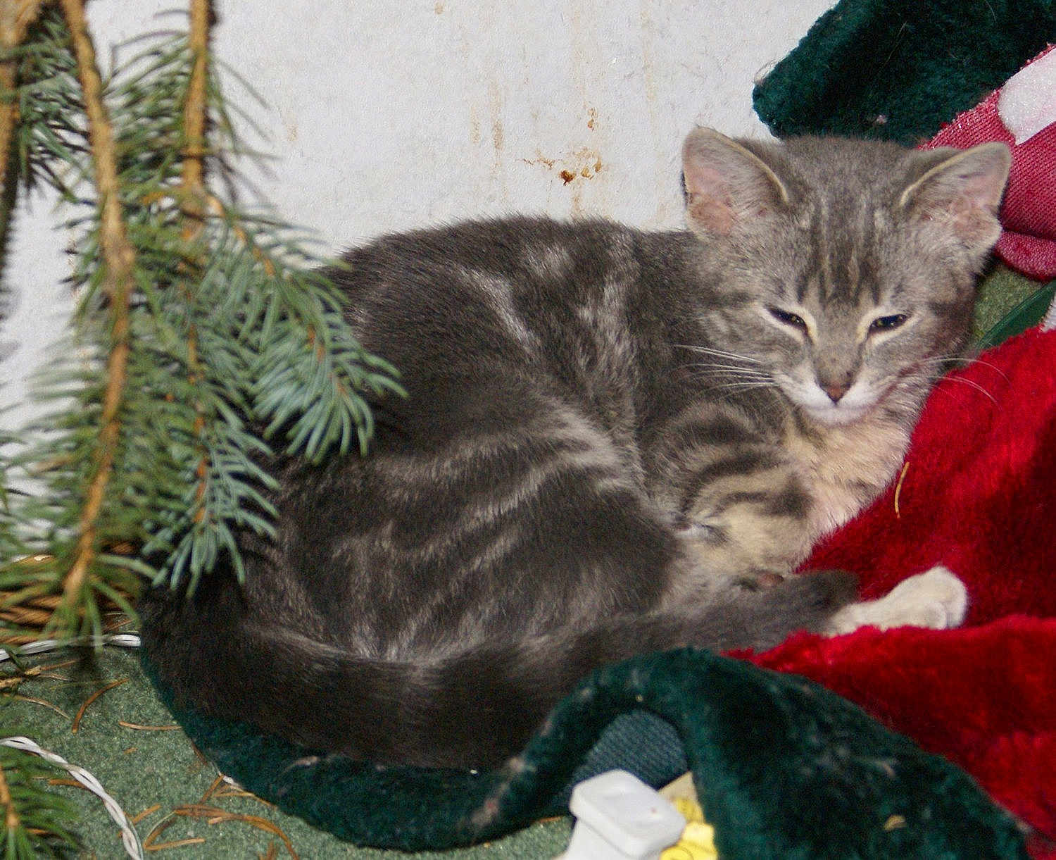 Lucky is registered to the contest to win money with this photo: kitten, cat, gray_tabby, sleepy, blanket, red_blanket, green_blanket, pine_branch, indoor, pet, feline, fur, whiskers, cozy, resting, animal, close_up, holiday, christmas, cute