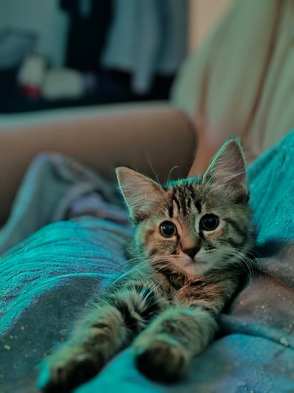 Ulka participe au concours pour gagner de l'argent avec cette photo : carnivore, cat, claw, comfort, domestic_short_haired_cat, ear, eye, felidae, fur, paw, sitting, small_to_medium_sized_cats, snout, terrestrial_animal, whiskers, wildlife