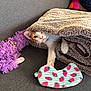 blanket, cat, colorful, comfort, couch, cozy, cute, fur, furniture, indoor, nap, paw, pet, playful, purple_toy, relaxing, soft, striped, striped_toy, toy