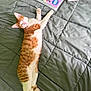 bedspread, book, case, cat, cozy, feline, ginger_cat, green, indoor, lying_down, paw, pen, pet, quilt, relaxing, sleepy, striped, tail, video_game, white_cat
