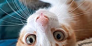 Bijou a rejoint le concours — aidez-le/la à gagner de superbes lots ! animal, blanket, cat, close_up, curious, cushion, cute, domestic_cat, feline, fur, indoor, orange_cat, pet, pink_nose, relaxed, soft_texture, upside_down, whiskers, white_cat, wide_eyes