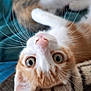 animal, blanket, cat, close_up, curious, cushion, cute, domestic_cat, feline, fur, indoor, orange_cat, pet, pink_nose, relaxed, soft_texture, upside_down, whiskers, white_cat, wide_eyes