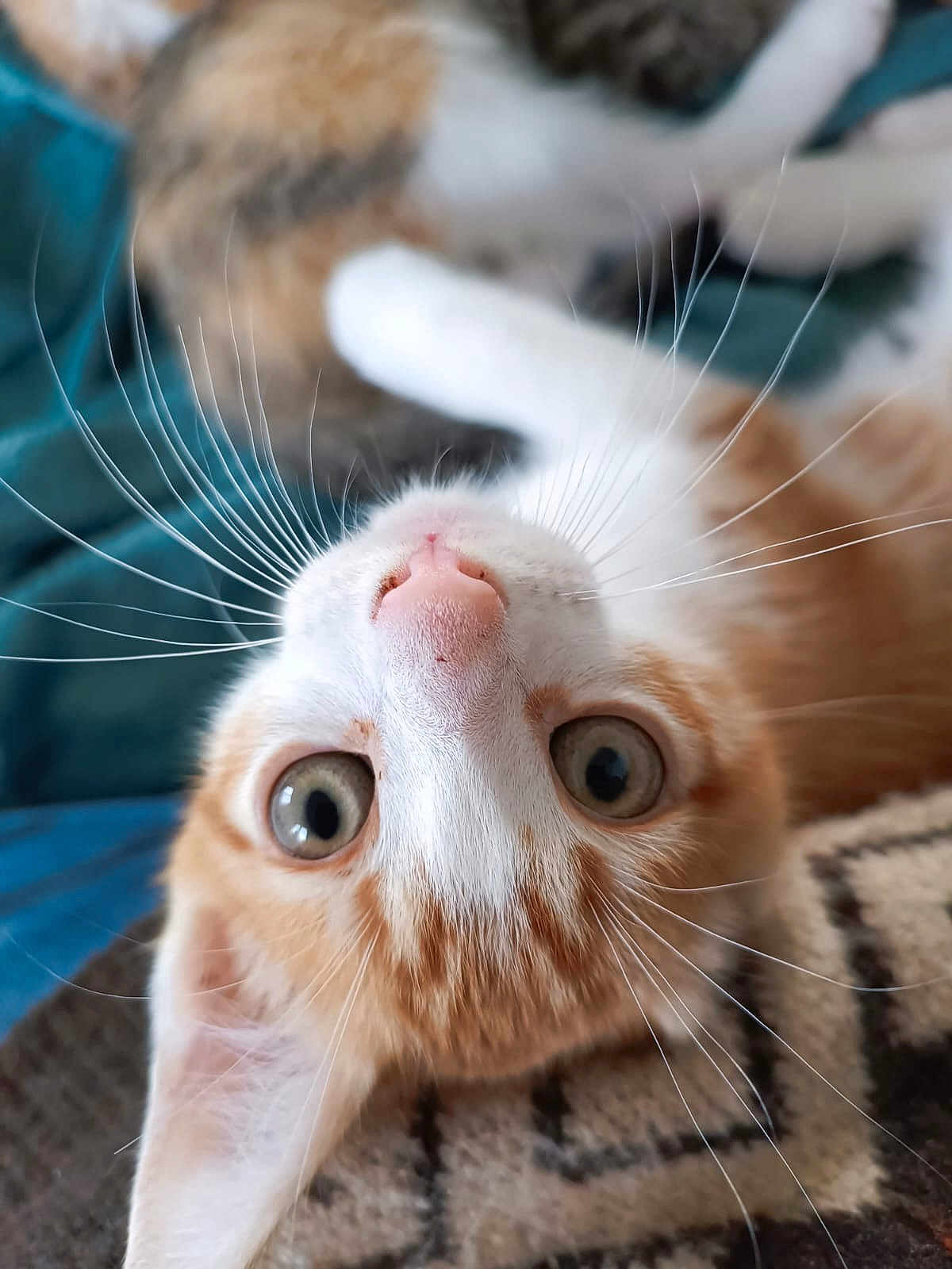 Bijou