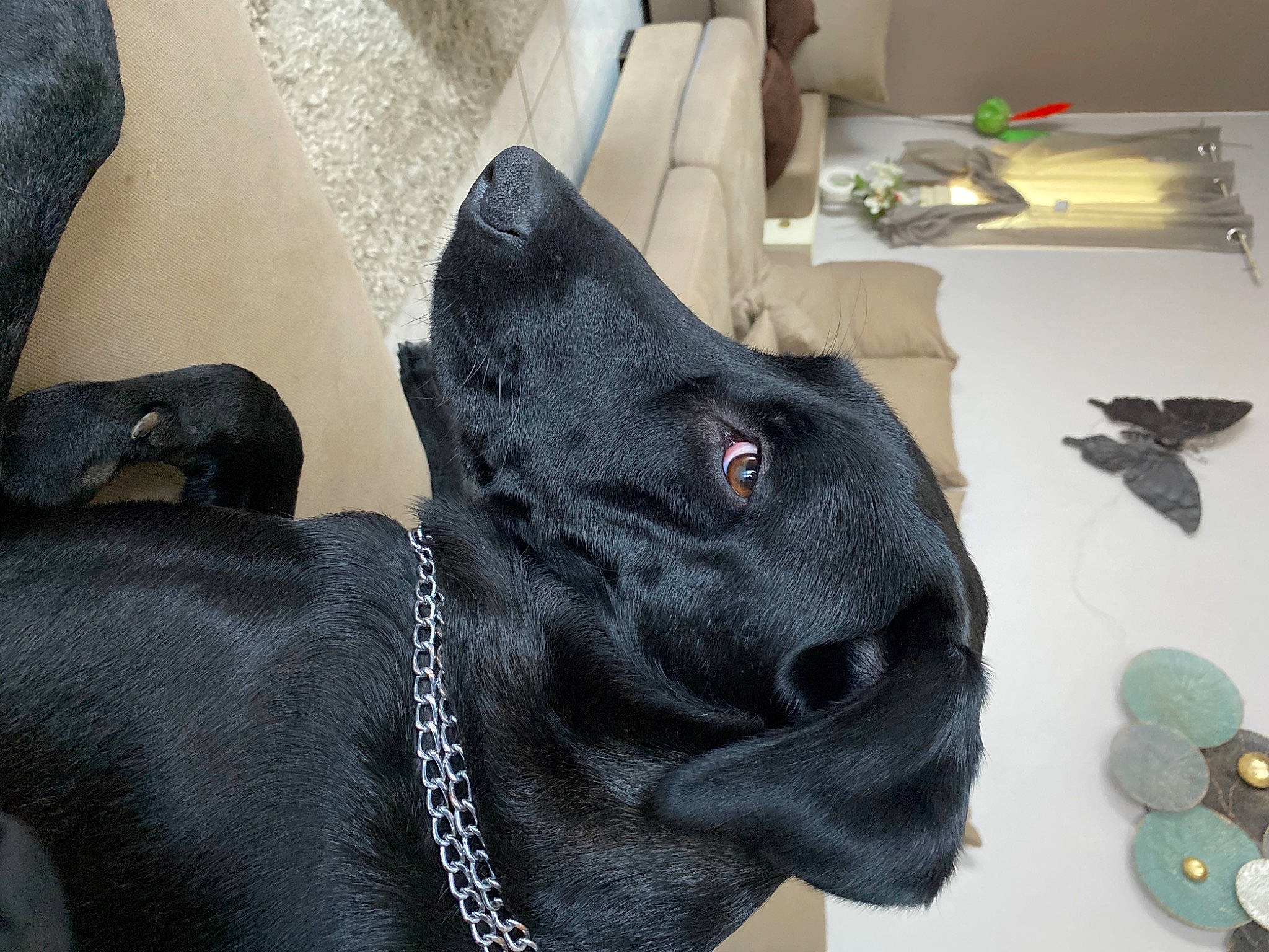 Marley a rejoint le concours — aidez-le/la à gagner de superbes lots ! art, canidae, carnivore, collar, companion_dog, dog, dog_breed, dog_collar, ear, fashion_accessory, fawn, felidae, fur, grey, personal_protective_equipment, sculpture, snout, sporting_group, whiskers, working_animal