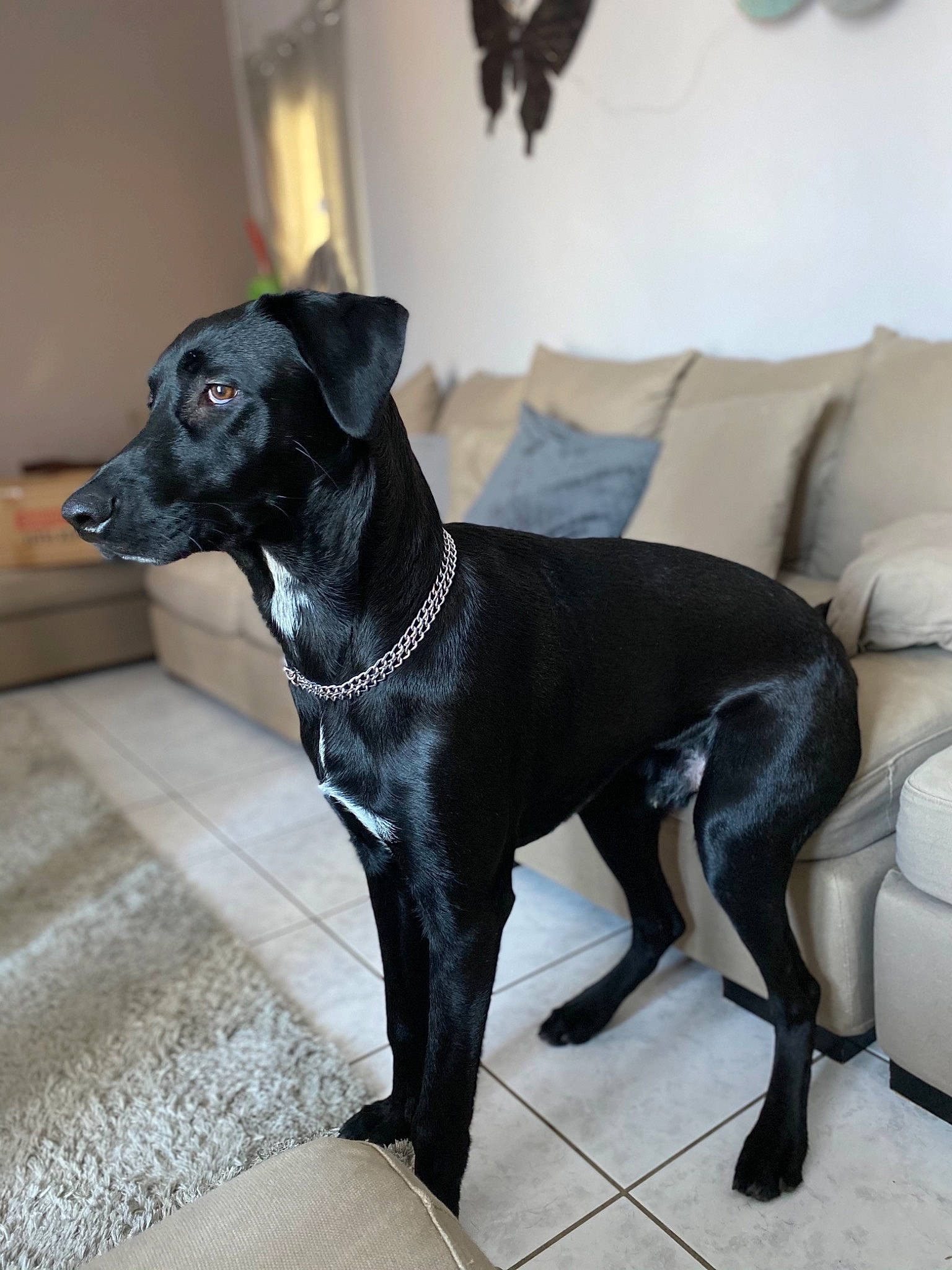 Marley a rejoint le concours — aidez-le/la à gagner de superbes lots ! borador, carnivore, collar, companion_dog, dog, dog_breed, dog_collar, dog_supply, fawn, flooring, great_dane, grey, liver, snout, sporting_group, tail, terrestrial_animal, whiskers, wood, working_animal