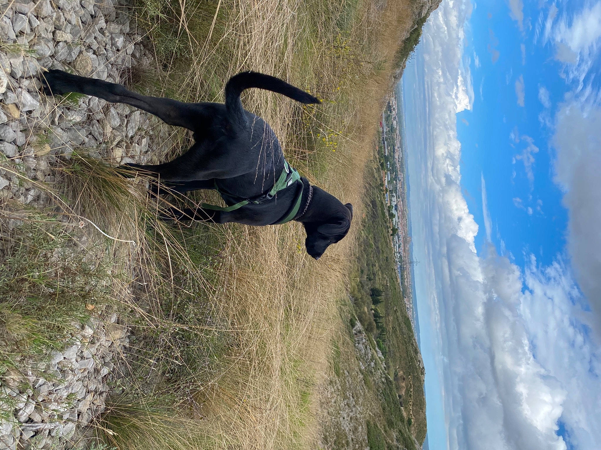 Marley a rejoint le concours — aidez-le/la à gagner de superbes lots ! adventure, beak, cloud, extreme_sport, freezing, grass, landscape, massif, plant, recreation, rock, sky, tail, tree, trunk, wildlife, wood