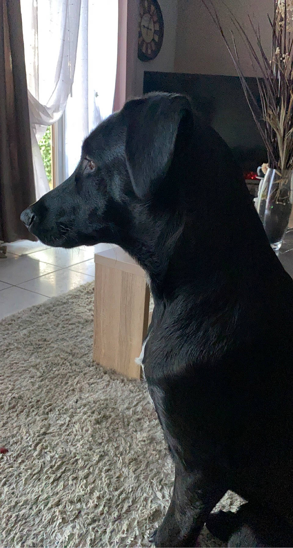 Marley participe au concours pour gagner de l'argent avec cette photo : borador, canidae, carnivore, collar, companion_dog, curtain, dog, dog_breed, dog_collar, flowerpot, fur, houseplant, plant, snout, sporting_group, tail, terrestrial_animal, whiskers, window, working_animal