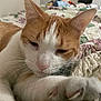 animal, bed, cat, close_up, cozy, domestic, ears, feline, fur, indoor, mammal, nose, orange_cat, paw, pet, quilt, relaxed, sleepy, whiskers, white_cat