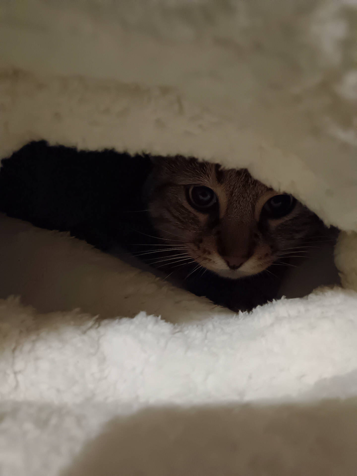 Scoubidou participe au concours pour gagner de l'argent avec cette photo : abyssinian, animal, blackcat, blanket, cat, den, hole, indoors, kitten, manx, pet, siamese