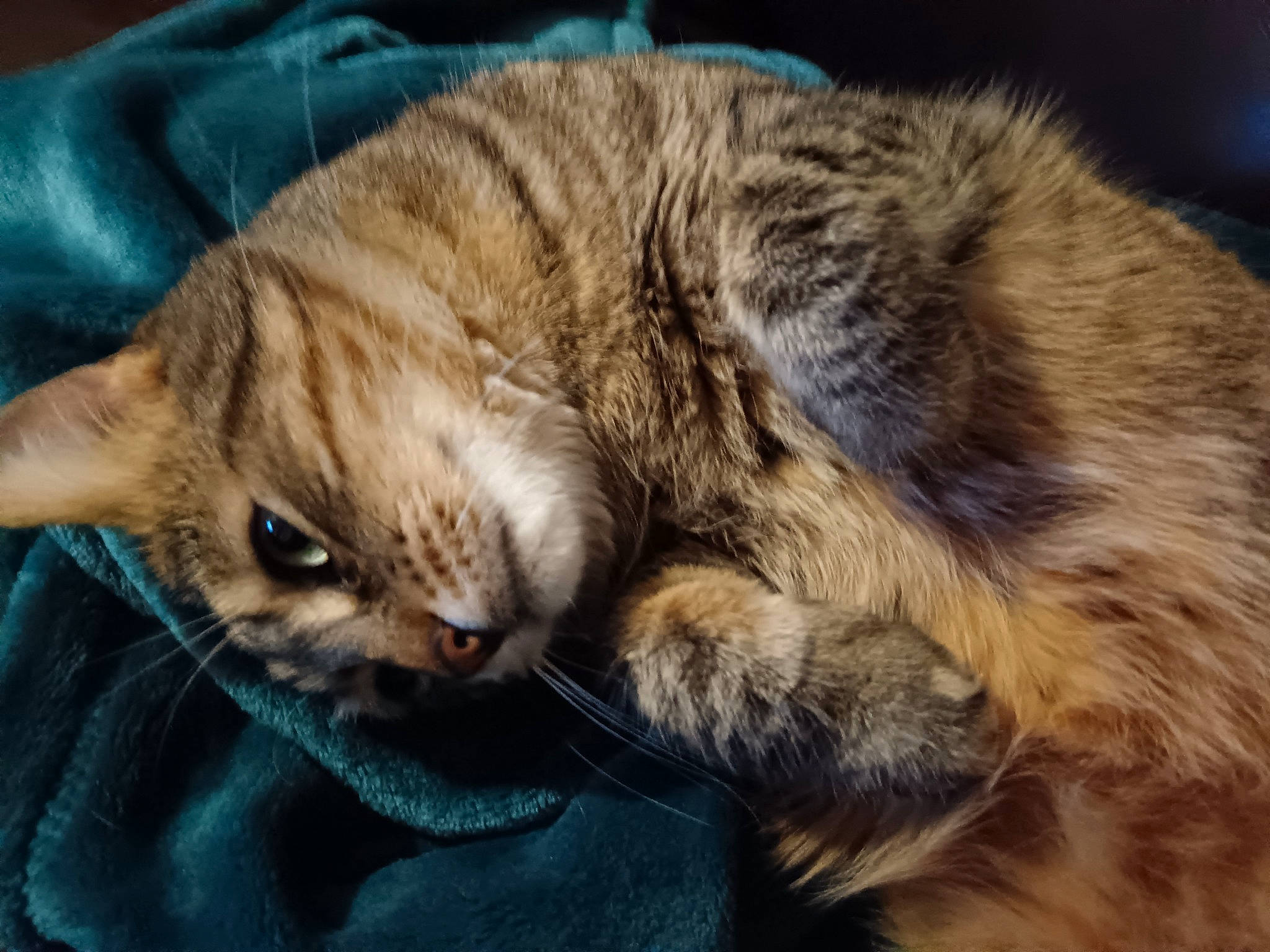 Scoubidou a rejoint le concours — aidez-le/la à gagner de superbes lots ! carnivore, cat, claw, comfort, domestic_short_haired_cat, ear, felidae, fur, nap, paw, sleep, small_to_medium_sized_cats, snout, tail, terrestrial_animal, whiskers