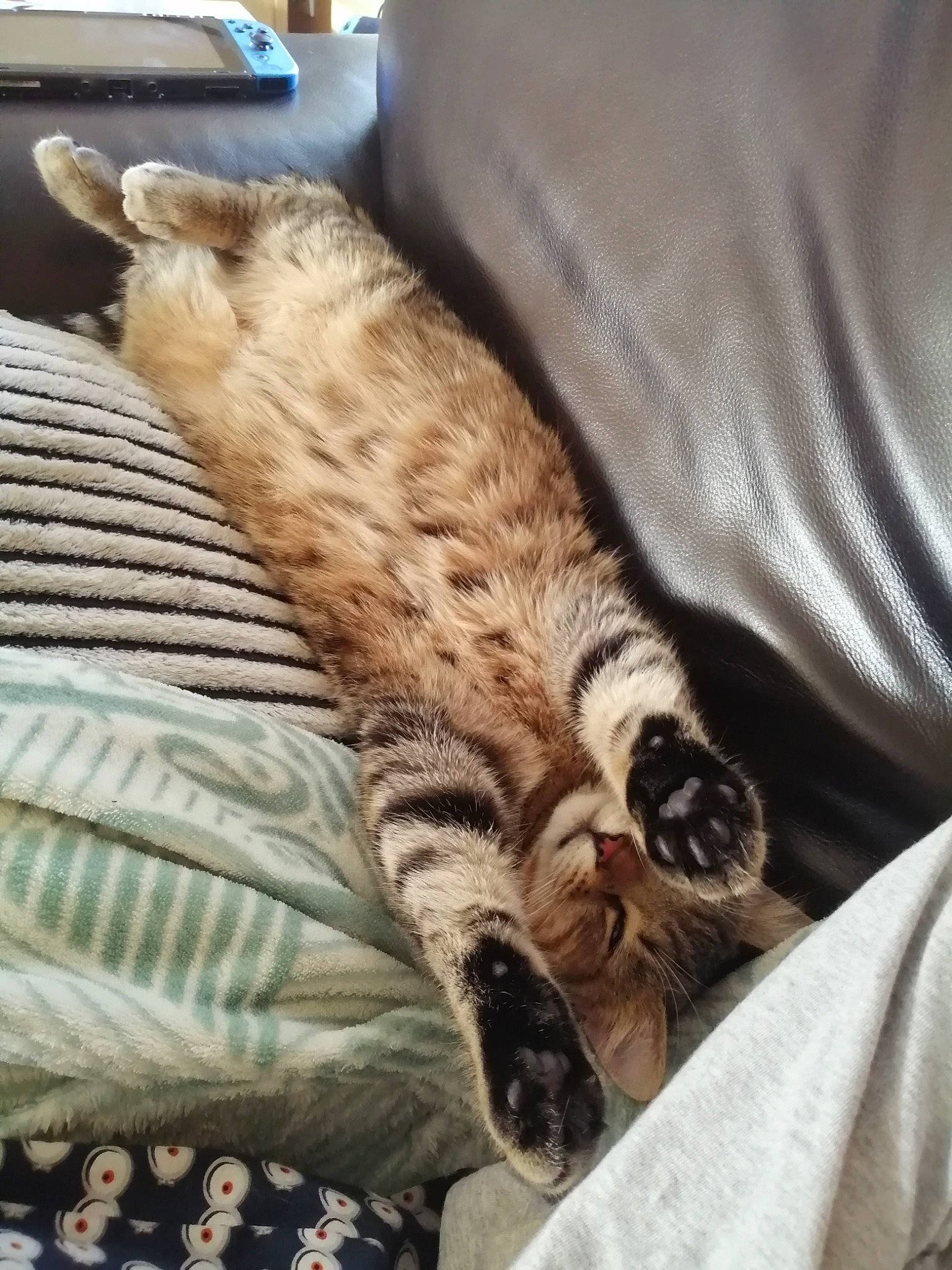 Scoubidou participe au concours pour gagner de l'argent avec cette photo : bed, bed_sheet, bedding, carnivore, cat, claw, comfort, domestic_short_haired_cat, felidae, fur, linens, nap, pattern, paw, room, small_to_medium_sized_cats, tail, terrestrial_animal, whiskers, wood