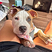 Knoxx is registered to the contest to win money with this photo: puppy, dog, pet, bandana, indoor, lap, person, legs, paws, brown, white, cute, young, canine, resting, looking_up, floor, cabinet, furniture, home