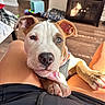 puppy, dog, pet, bandana, indoor, lap, person, legs, paws, brown, white, cute, young, canine, resting, looking_up, floor, cabinet, furniture, home