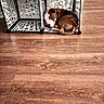 Knoxx is registered to the contest to win money with this photo: dog, brown_dog, white_dog, curled_up, shelving_unit, cubbyhole, wooden_floor, indoor, pet, small_space, resting, looking_up, floor, modern_furniture, home_interior, cozy, quiet, animal, cute, domestic