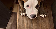 Knoxx joined the competition — help win amazing prizes! dog, puppy, brown, white, wooden_table, paws, floor, cabinet, indoor, pet, curious, looking_up, animal, cute, canine, home, furniture, closeup, table_edge, ears