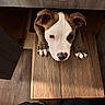 dog, puppy, brown, white, wooden_table, paws, floor, cabinet, indoor, pet, curious, looking_up, animal, cute, canine, home, furniture, closeup, table_edge, ears