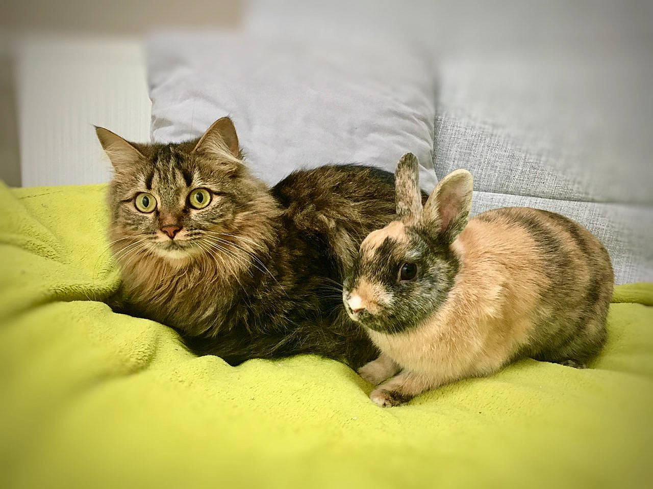 Cherry a rejoint le concours — aidez-le/la à gagner de superbes lots ! asian, carnivore, cat, degu, domestic_rabbit, ear, european_shorthair, fawn, felidae, fur, hare, kitten, mammal, rabbit, rabbits_and_hares, skin, small_to_medium_sized_cats, tabby_cat, vertebrate, whiskers