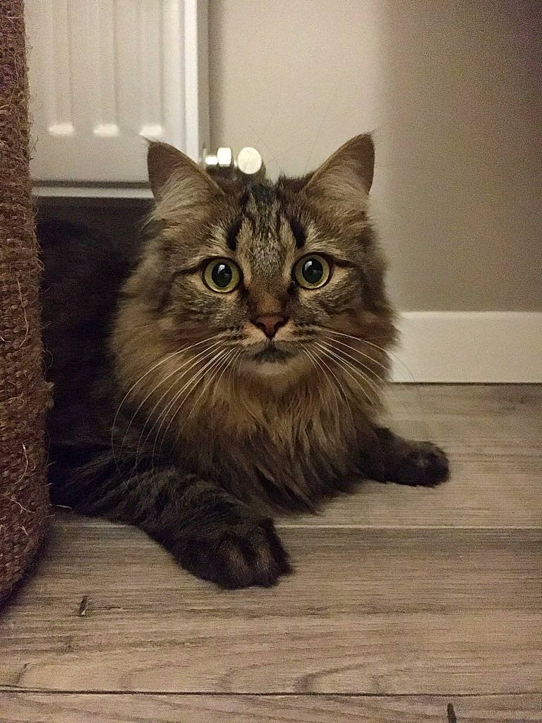 Cherry participe au concours pour gagner de l'argent avec cette photo : asian, asian_semi_longhair, british_semi_longhair, carnivore, cat, domestic_long_haired_cat, domestic_short_haired_cat, european_shorthair, felidae, kitten, maine_coon, mammal, norwegian_forest_cat, pixie_bob, siberian, small_to_medium_sized_cats, tabby_cat, vertebrate, whiskers, wild_cat