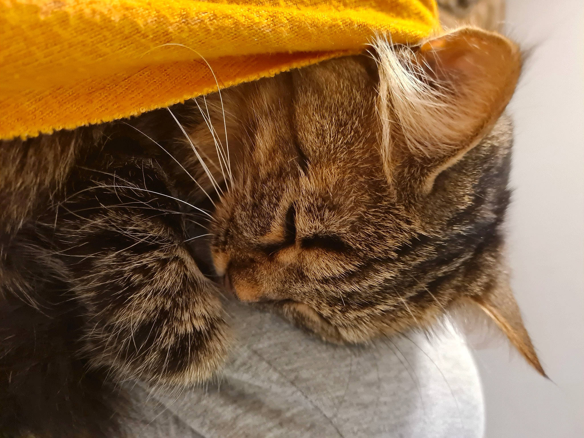 Cherry a rejoint le concours — aidez-le/la à gagner de superbes lots ! carnivore, cat, claw, comfort, domestic_short_haired_cat, ear, fawn, felidae, fur, grey, linens, macro_photography, paw, sand, small_to_medium_sized_cats, snout, tail, whiskers, wildlife, wood