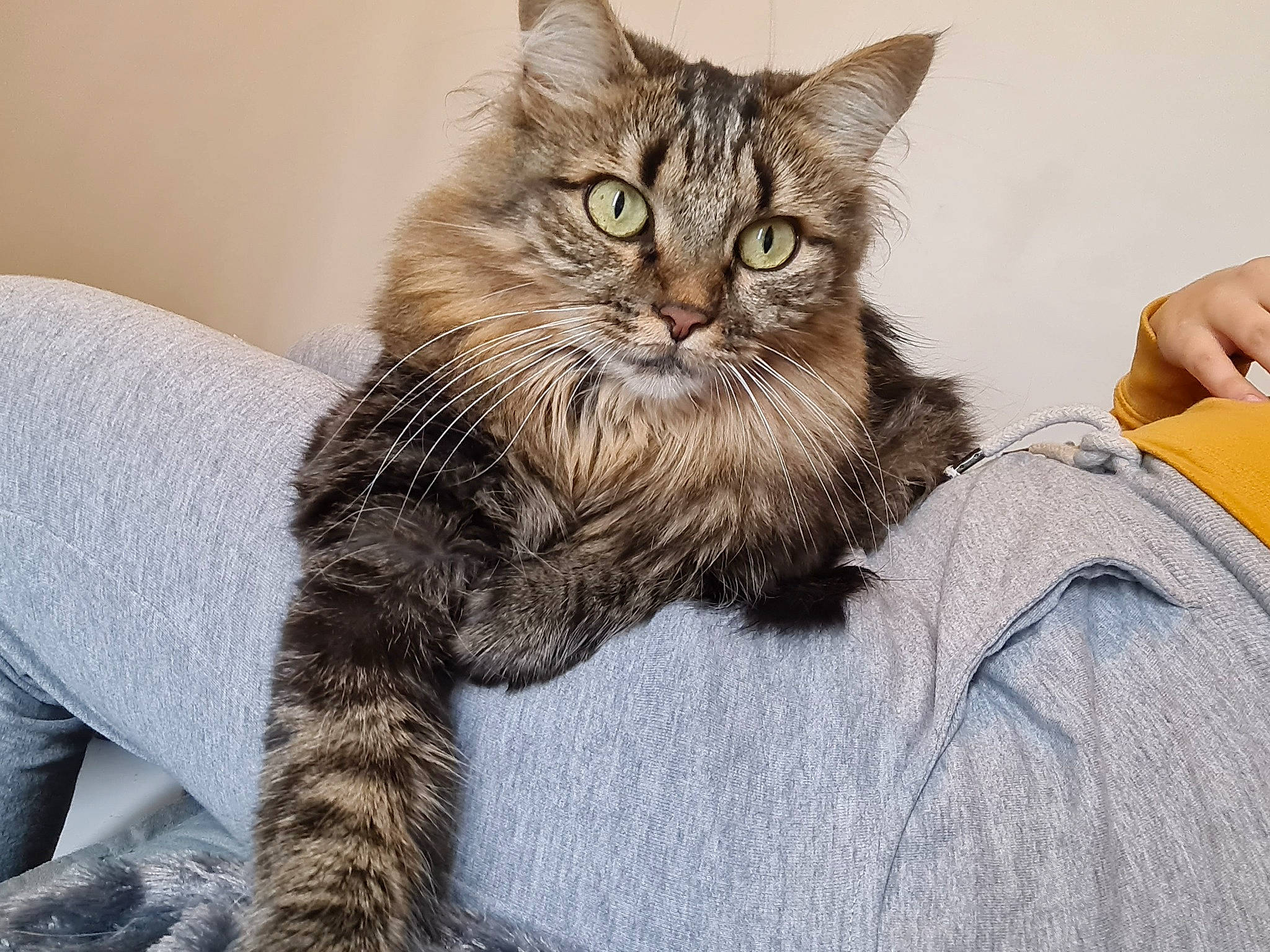 Cherry participe au concours pour gagner de l'argent avec cette photo : british_longhair, carnivore, cat, claw, comfort, domestic_short_haired_cat, fawn, felidae, fur, grey, maine_coon, paw, sitting, small_to_medium_sized_cats, snout, street_light, tail, terrestrial_animal, whiskers, window