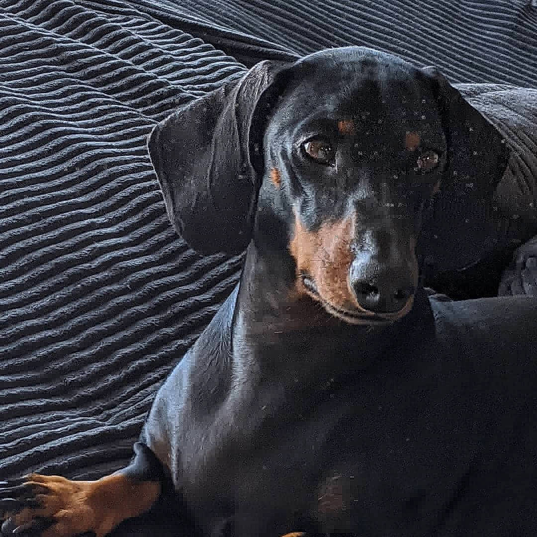 Frank joined the competition — help win amazing prizes! austrian_black_and_tan_hound, canidae, carnivore, dachshund, dobermann, dog, dog_breed, german_pinscher, guard_dog, hellenikos_ichnilatis, hunting_dog, mammal, montenegrin_mountain_hound, pinscher, polish_hunting_dog, snout, vertebrate, working_dog