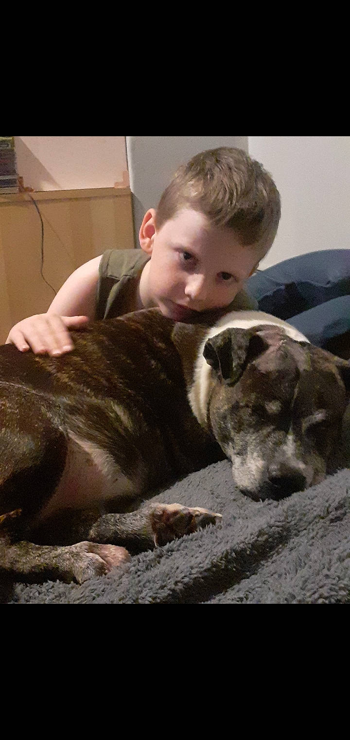 Harvey joined the competition — help win amazing prizes! canidae, carnivore, comfort, companion_dog, dog, dog_breed, ear, fawn, fur, happy, human_leg, person, rock, sitting, smile, snout, sporting_group, terrestrial_animal, toddler, whiskers