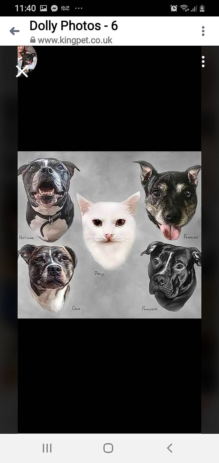 Princess joined the competition — help win amazing prizes! art, carnivore, cat, drinkware, felidae, font, fur, grey, pattern, photo_caption, serveware, small_to_medium_sized_cats, snout, still_life_photography, whiskers