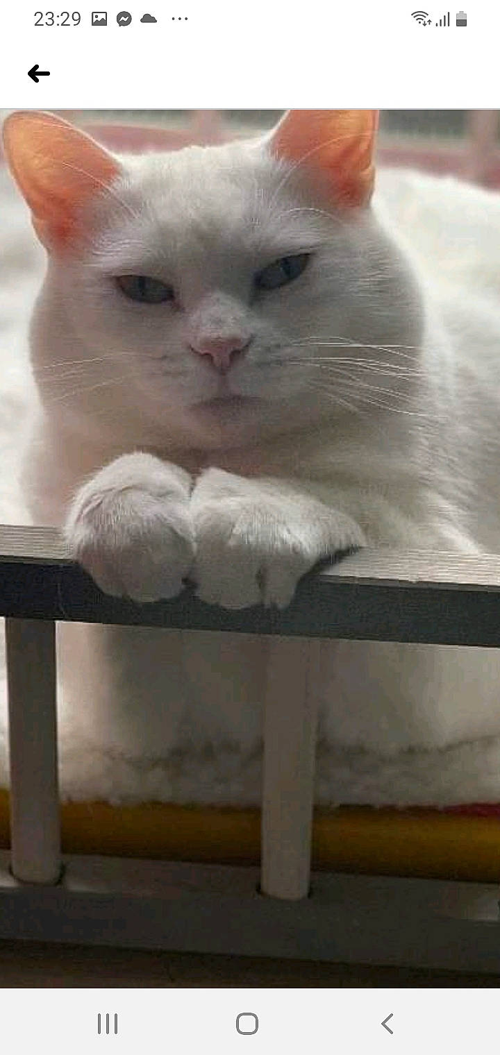 Dolly is registered to the contest to win money with this photo: carnivore, cat, cat_supply, chair, comfort, domestic_short_haired_cat, fawn, felidae, fur, paw, small_to_medium_sized_cats, snout, tail, whiskers, white