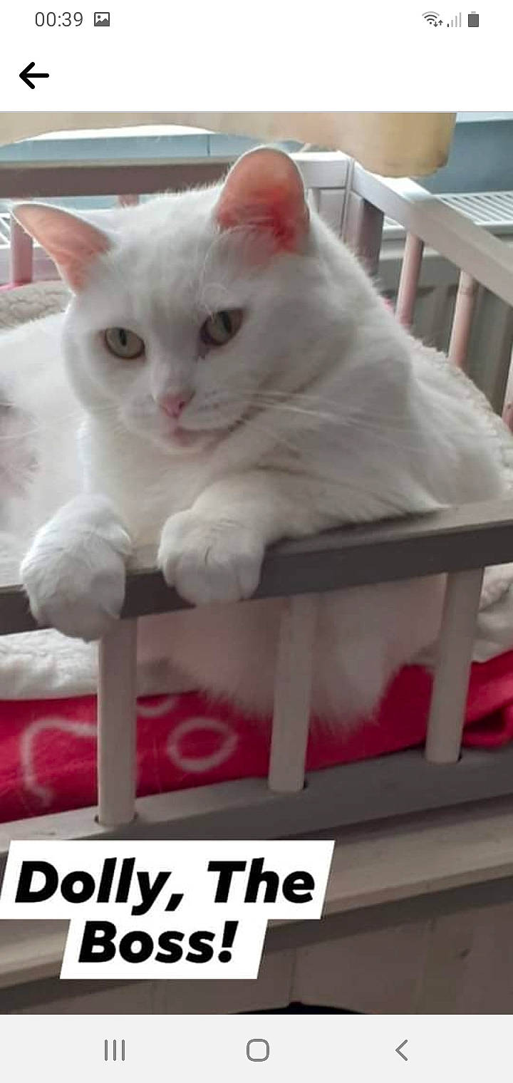 Dolly is registered to the contest to win money with this photo: box, carnivore, cat, cat_supply, domestic_short_haired_cat, felidae, fur, paw, pet_supply, photo_caption, small_to_medium_sized_cats, tail, whiskers, white