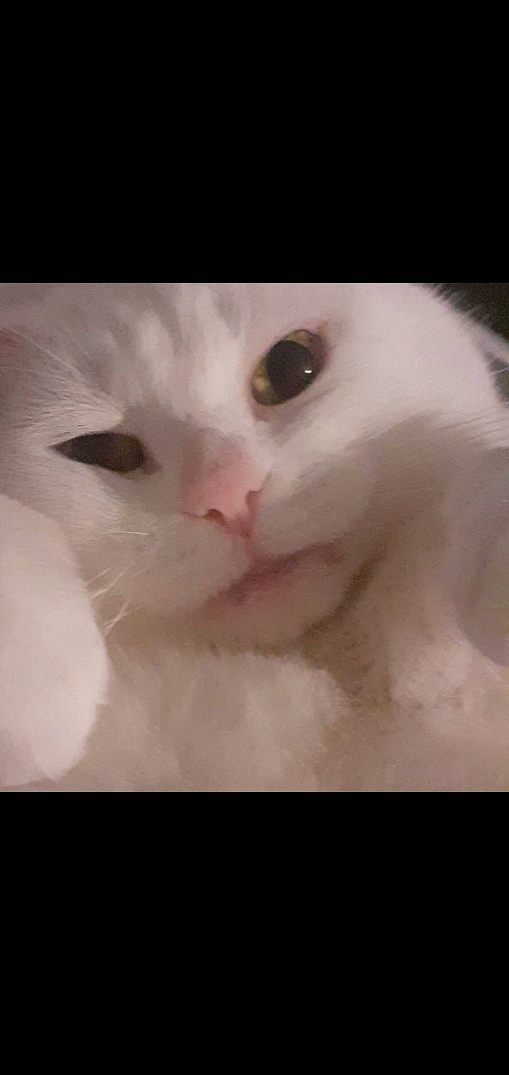 Dolly joined the competition — help win amazing prizes! carnivore, cat, close_up, ear, eyelash, felidae, fur, no_expression, small_to_medium_sized_cats, snout, terrestrial_animal, whiskers