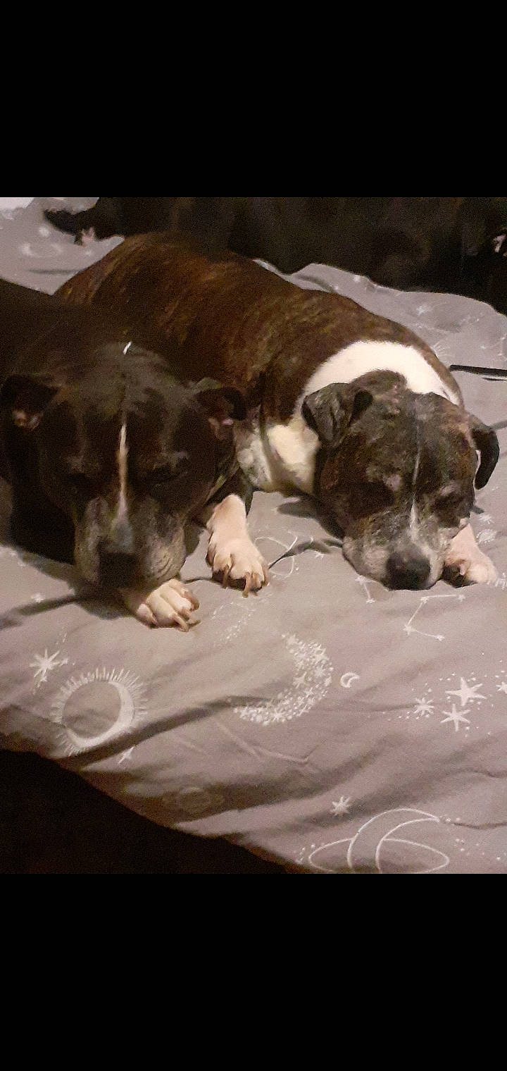 Coco is registered to the contest to win money with this photo: bored, canidae, carnivore, comfort, companion_dog, dog, dog_breed, fawn, fur, linens, liver, nap, non_sporting_group, paw, sleep, snout, sporting_group, terrestrial_animal, whiskers, working_animal