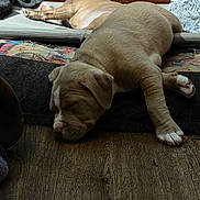 Buster is registered to the contest to win money with this photo: puppy, sleeping, dog, indoor, wooden_floor, blanket, bed, fur, pet, cozy, resting, cute, animal, brown, relaxation, floor, domestic, furniture, young_dog, napping