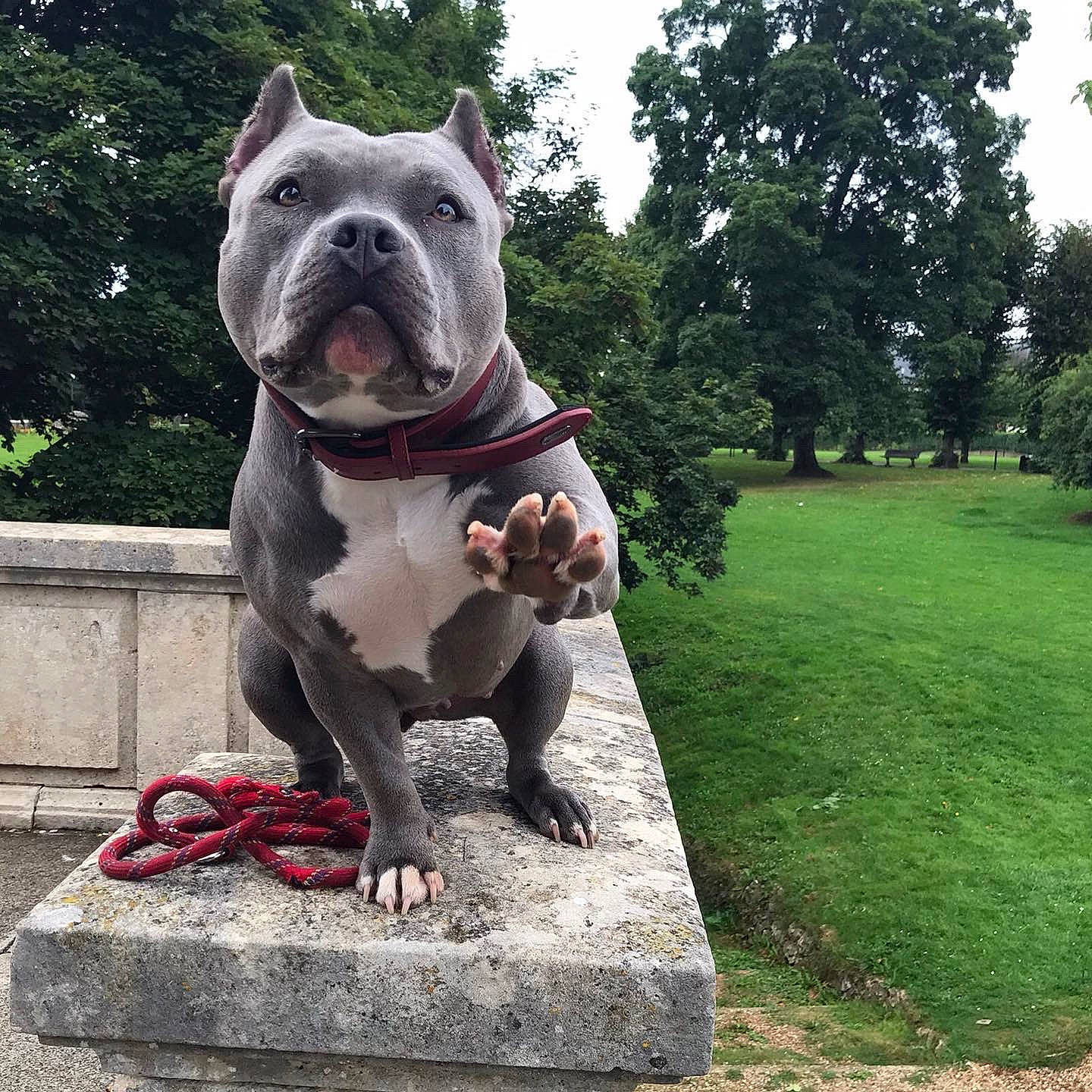 Pin-up participe au concours pour gagner de l'argent avec cette photo : canidae, carnivore, collar, companion_dog, dog, dog_breed, dog_collar, fawn, grass, mammal, plant, sculpture, sky, snout, sporting_group, statue, tail, terrestrial_animal, tree, vertebrate