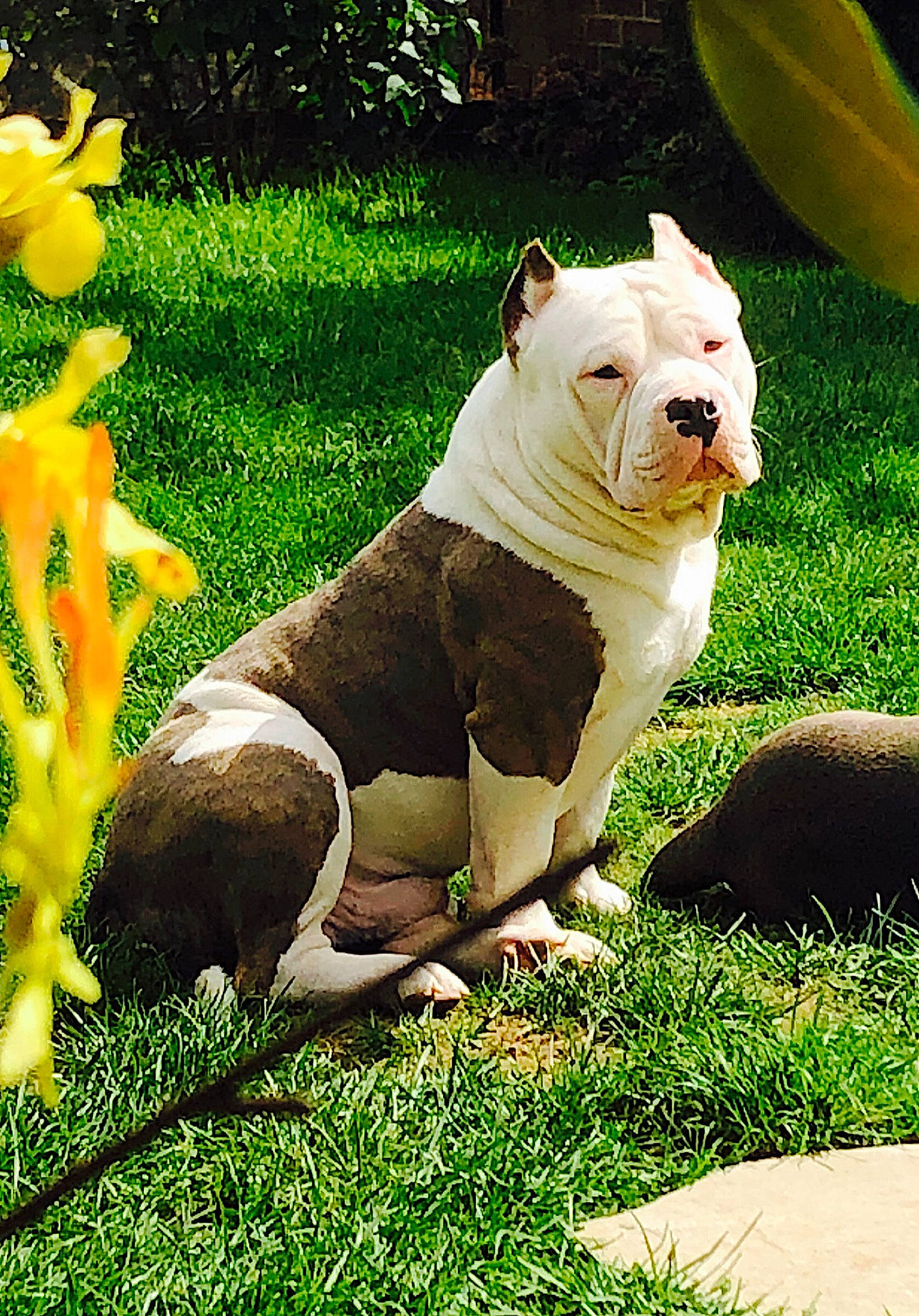 Pacha participe au concours pour gagner de l'argent avec cette photo : australian_bulldog, bulldog, carnivore, companion_dog, dog, dog_breed, fawn, felidae, flower, grass, green, plant, snout, sporting_group, tail, terrestrial_animal, toy, toy_dog, whiskers, white_english_bulldog