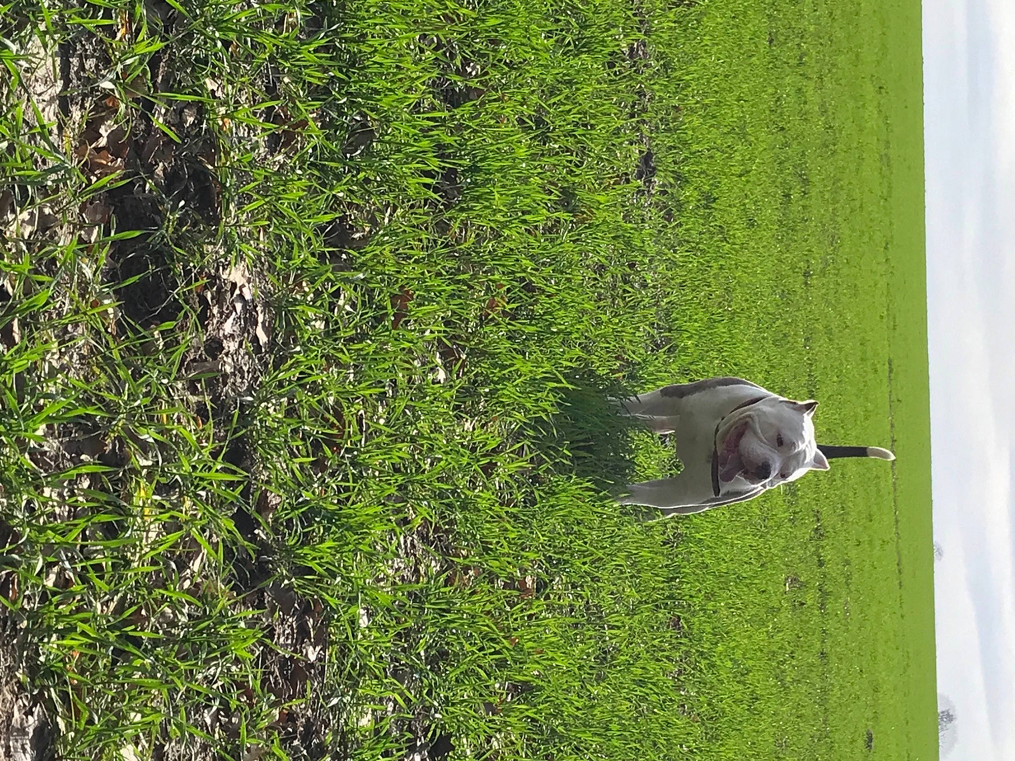 Pacha participe au concours pour gagner de l'argent avec cette photo : biome, grass, grass_family, grassland, groundcover, hedge, landscape, natural_landscape, pasture, plant, rabbit, rodent, shrub, tail, tree, trunk, vegetation, water, wood, woody_plant