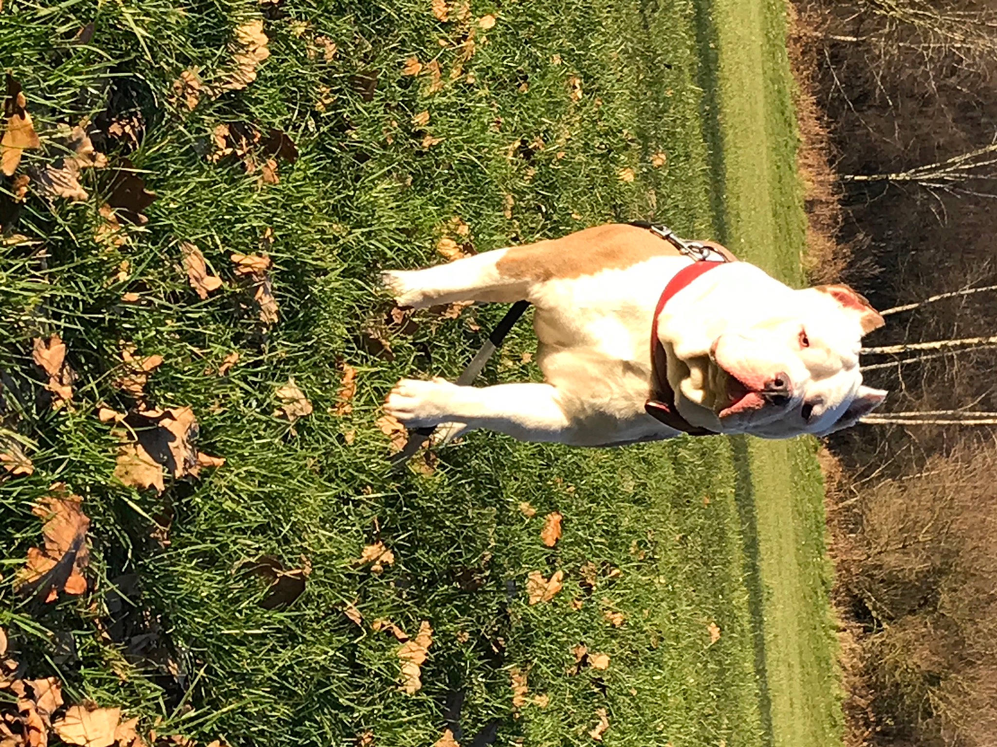 Pacha a rejoint le concours — aidez-le/la à gagner de superbes lots ! canidae, carnivore, companion_dog, dog, dog_breed, fawn, grass, groundcover, guard_dog, gun_dog, lawn, pasture, people_in_nature, plant, retriever, shrub, sporting_group, tail, tree, working_animal