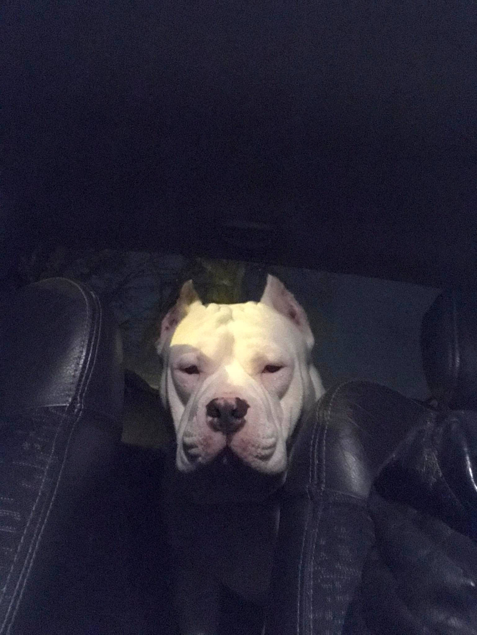 Pacha participe au concours pour gagner de l'argent avec cette photo : bulldog, carnivore, cloud, comfort, companion_dog, darkness, dog, dog_breed, flooring, metal, meteorological_phenomenon, night, sky, snout, tail, tints_and_shades, toy_dog, whiskers, window, working_animal