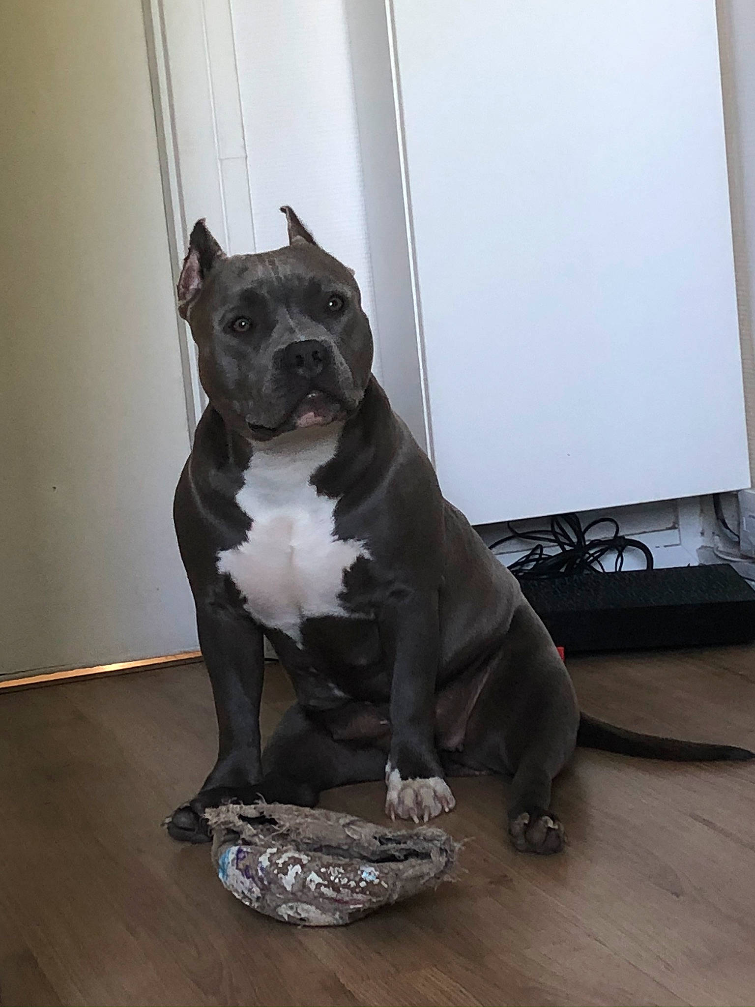 Pin-up participe au concours pour gagner de l'argent avec cette photo : art, bulldog, canidae, carnivore, companion_dog, dog, dog_breed, dog_collar, fawn, flooring, hardwood, metal, molosser, pug, sculpture, tail, toy, toy_dog, wood, working_animal