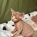 Cat C.